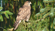 Mäusebussard (6).jpg